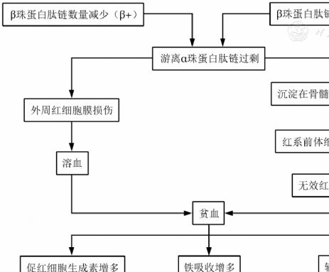 中国输血依赖型β地中海贫血诊断